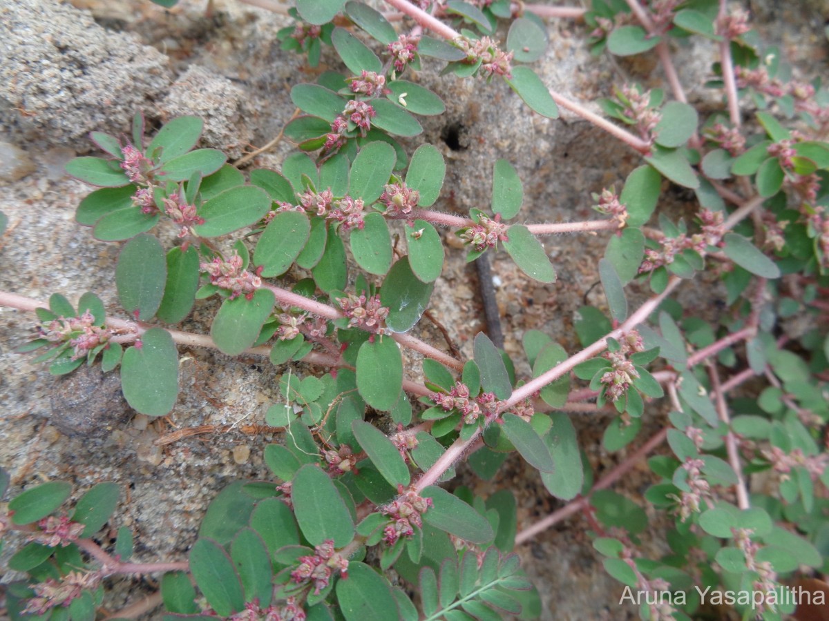 Euphorbia thymifolia L.